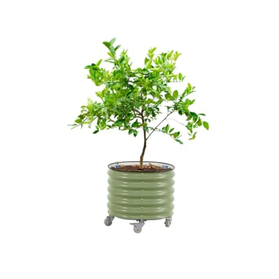 Self-Watering Planter - Rollende citrusboomplantenbak Gen 3, zelfwatergevend, 24